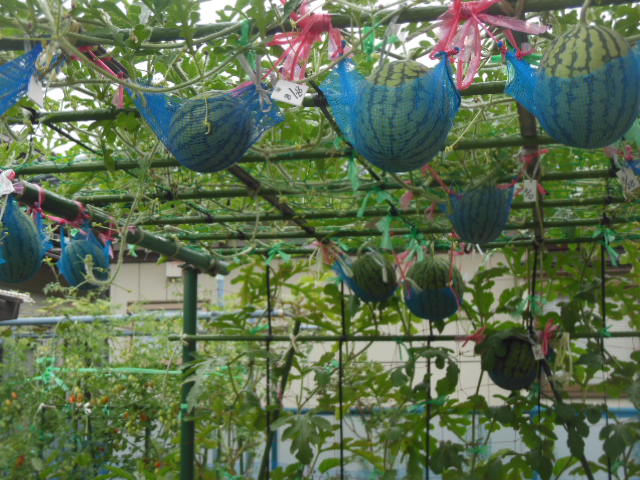 わが家の小玉スイカづくり 省スペースの為に棚に蔓を誘引する吊玉空中栽培 です