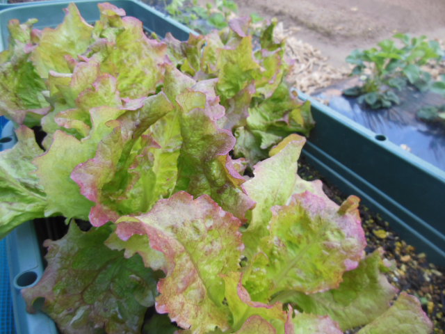 わが家のリーフレタスづくり 連結ポットで苗を作りプランターに定植します わが家のリーフレタスづくり 連結ポットで苗を作りプランターに定植します