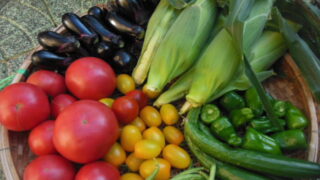 趣味の野菜づくり-初心者向けにわが家の家庭菜園を例に野菜の育て方や